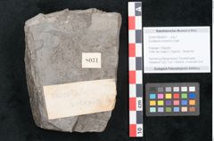 Foto (Objekt + Etikett) von Eucalyptus oceanica Unger (NHMW-GEO-2024-0188-8031)